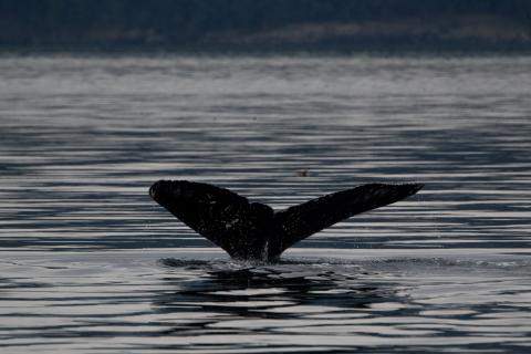 Greenie the humpback