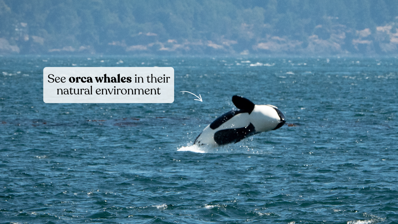 Photo of a Bigg's killer whale breaching