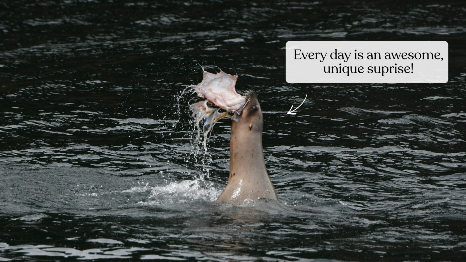 Steller's sea lion eating an octopus