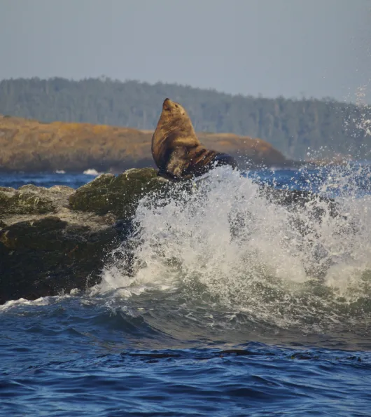 Pinniped-wave-water