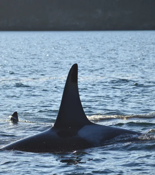 Orcas-big-fin