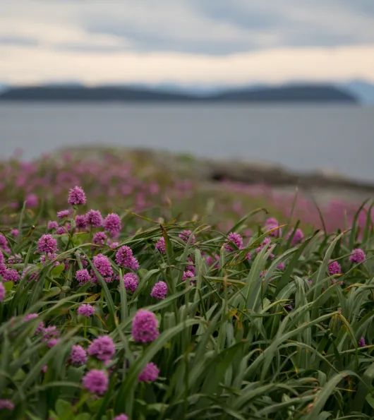 Scenery-Flowers-Landscape