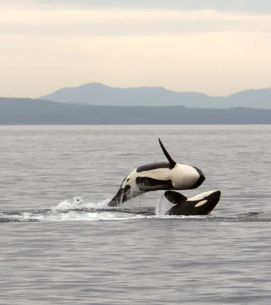 Orca Whale belly flop