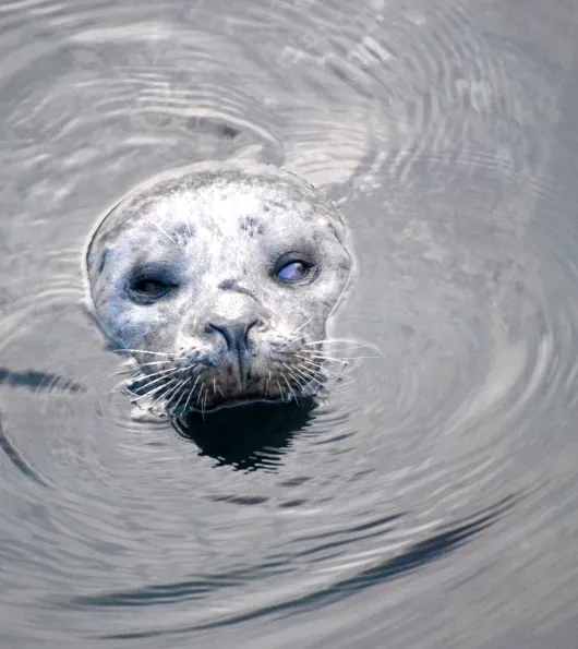 Sea Otter