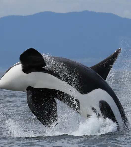 Orca Water Top Breach