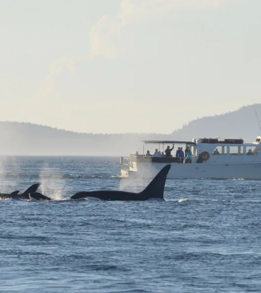 Sea Lion and Whales